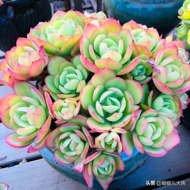 文章圖片7