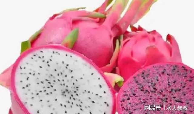 狗可以吃火龍果的功效與作用_狗可以吃火龍果嗎_果狗吃火龍可以驅蟲嗎
