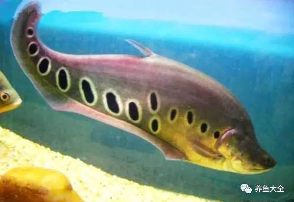 大型觀賞魚你喜歡那些？