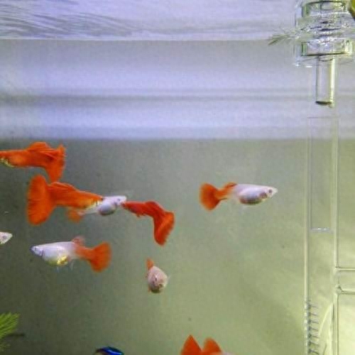 觀賞魚附近地址_最近的觀賞魚店_附近觀賞魚店在哪里