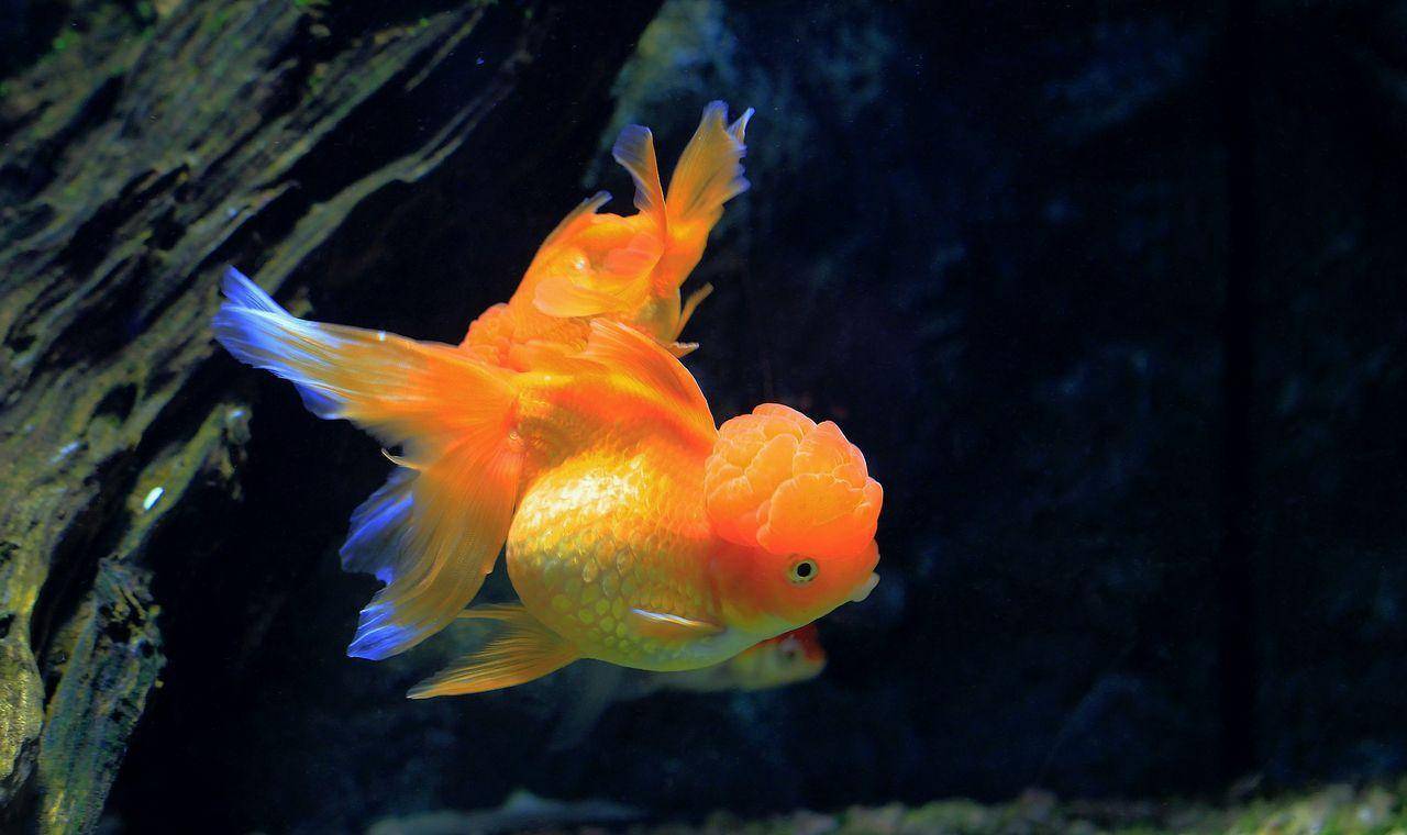 想養魚又不想用加熱棒，你可以選擇這些魚（含部分熱帶魚）