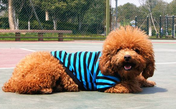 哈士奇幼犬價(jià)格-哈士奇一般幼犬多少錢(qián)？