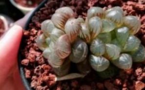 養多肉的壞處