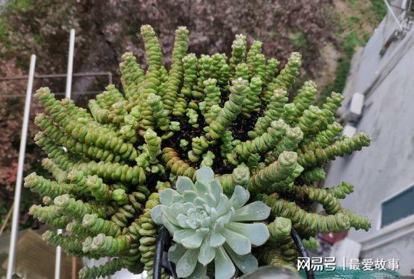 多肉錢串怎么繁殖_多肉錢串串怎么繁殖_串錢多肉怎樣扦插