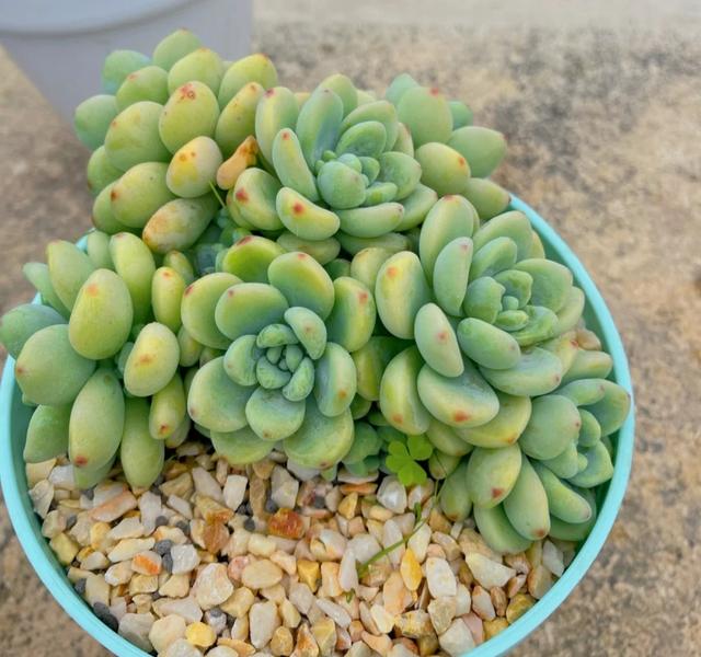 文章圖片5