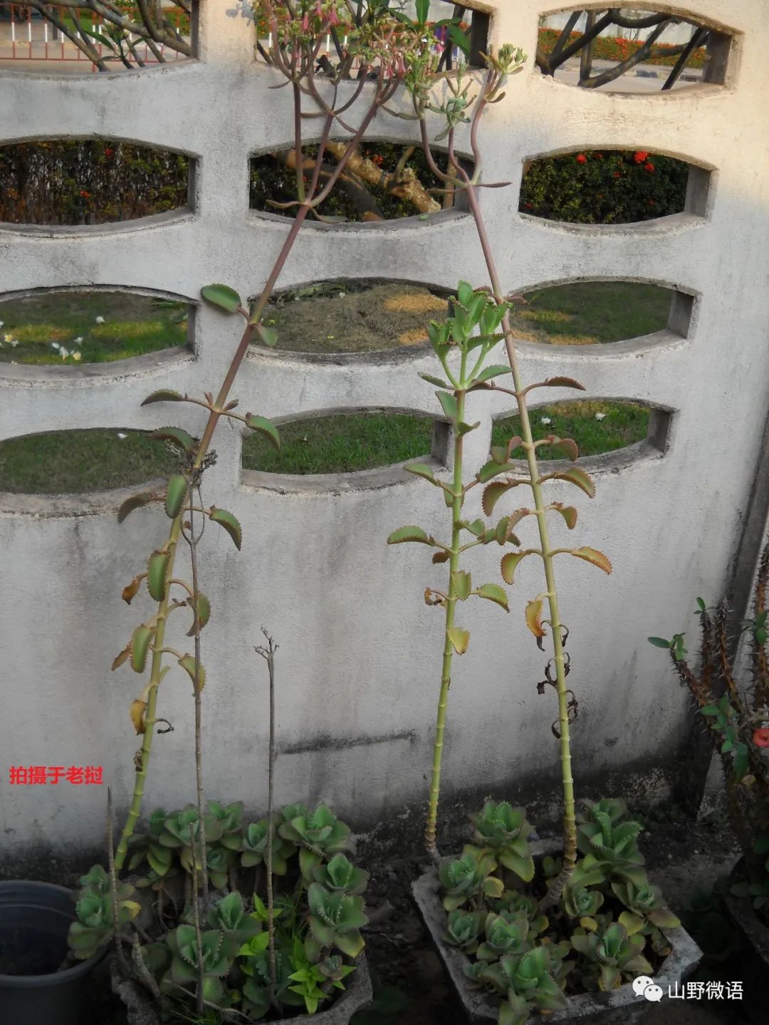 多肉落地生根_落地生根多肉植物_落地生根多肉植物有毒嗎