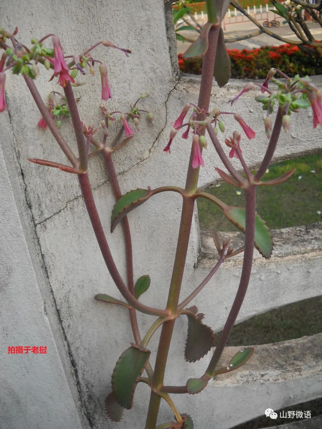 多肉落地生根_落地生根多肉植物_落地生根多肉植物有毒嗎