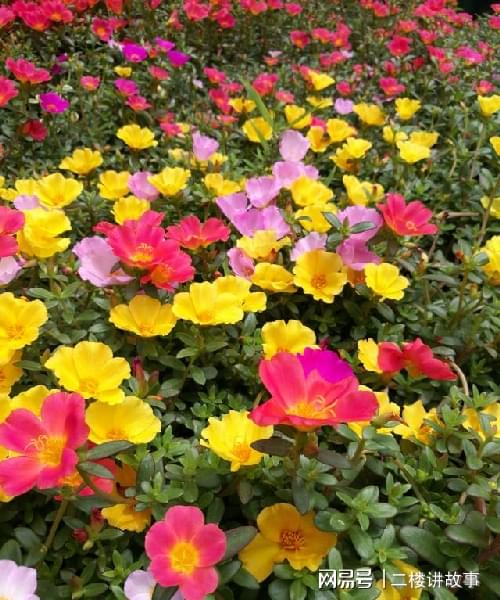 夏季耐熱植物名單：經(jīng)得住38℃高溫反復(fù)折騰的花草，那才叫不怕熱