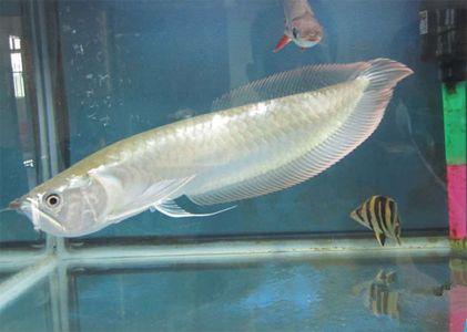 觀賞魚好養活嗎_什么魚好養觀賞魚_觀賞魚養什么好看