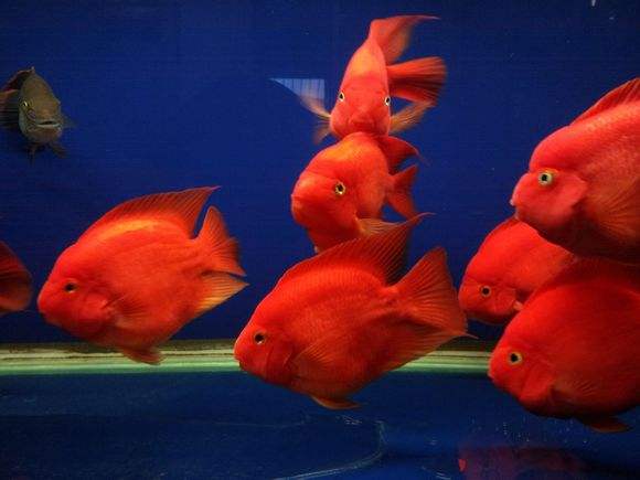 什么魚好養觀賞魚_觀賞魚好養活嗎_觀賞魚養什么好看