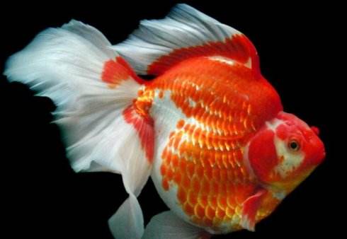 觀賞魚養什么好看_觀賞魚好養活嗎_什么魚好養觀賞魚