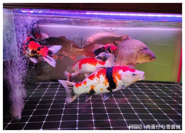新到家的觀賞魚(yú)常見(jiàn)品種，都容易出現(xiàn)哪些疾病，怎么辦？