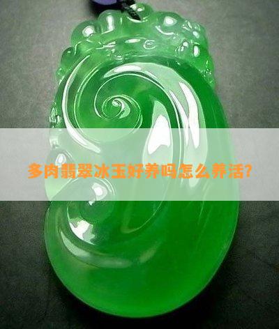 多肉翡翠冰玉好養(yǎng)嗎怎么養(yǎng)活？