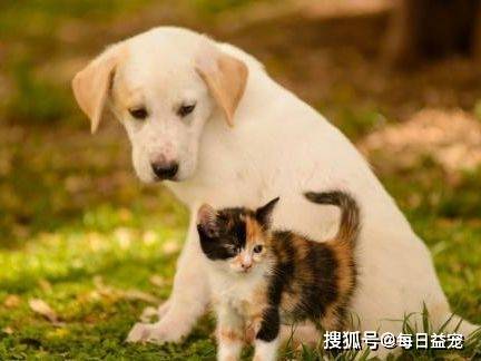 養(yǎng)一只狗要花多少錢(qián)？不算不知道，其實(shí)花費(fèi)金額還不小