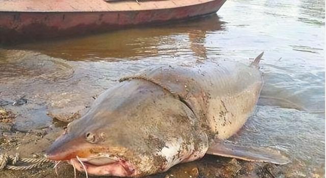 我國常見的7大淡水巨型魚類，個個都是巨無霸，刷新你的認知
