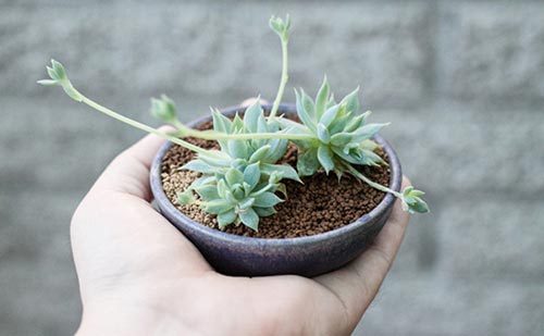 多肉植物種植方法