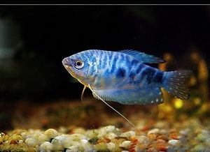 十大最好養(yǎng)觀賞魚，什么觀賞魚最好養(yǎng)活