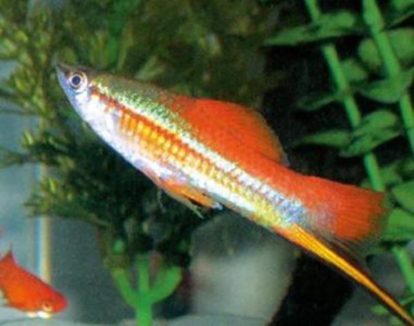 十大最好養(yǎng)觀賞魚，什么觀賞魚最好養(yǎng)活