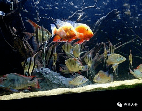魚缸里養的小魚種類_魚缸小魚叫什么_最小的魚叫什么名字 魚缸里觀賞魚