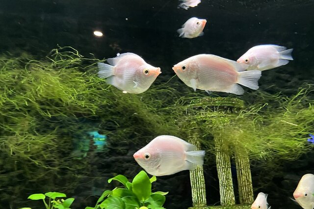 觀賞魚最好看的種類_十大最好看的觀賞魚_最好看的觀賞魚排行榜購買