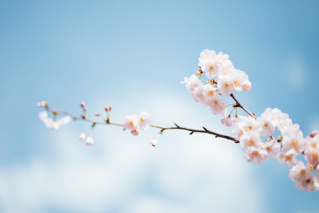 關(guān)于櫻花的浪漫文案（60句）