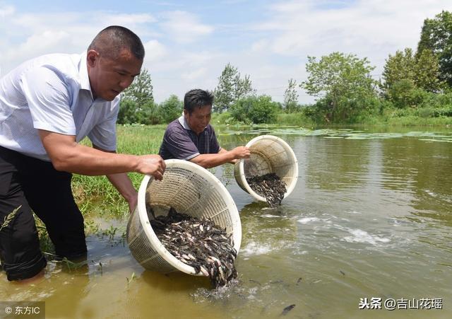 魚苗培育關鍵技術要點