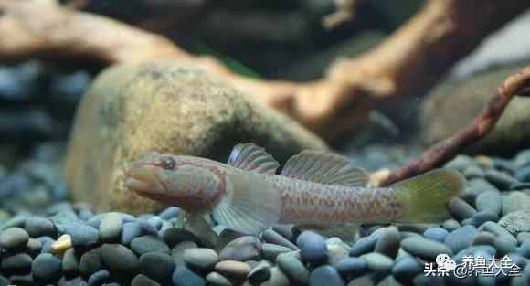 冷水觀賞魚品種大全及圖片_冷水觀賞大全品種魚圖片高清_冷水觀賞大全品種魚圖片及價格