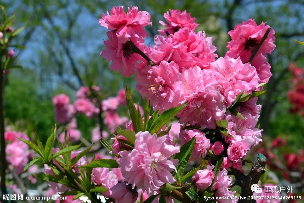 4月29（周一）丹東河口賞桃花休閑一日游