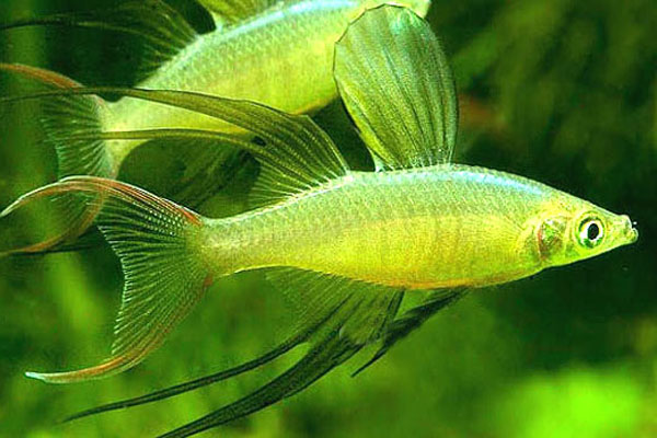 燈魚種類