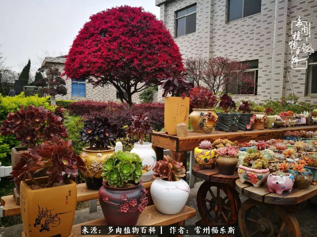 新雪球，非常好度夏好養(yǎng)護的品種，粉白粉白