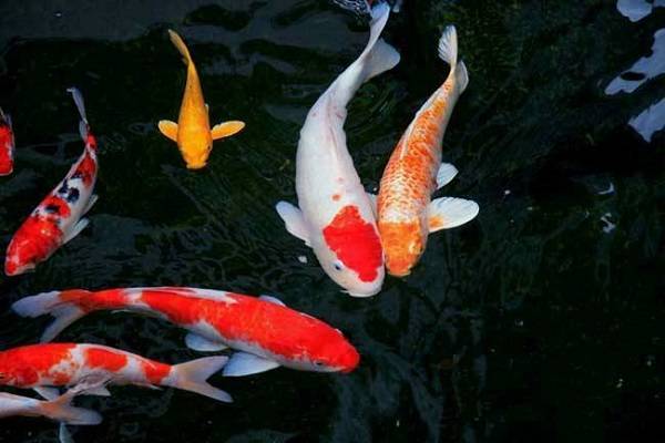 名貴觀賞魚飼養指南_名貴的觀賞魚_觀賞名貴魚視頻大全