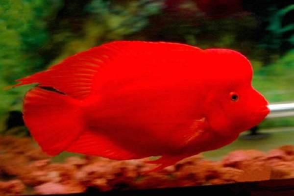 名貴觀賞魚飼養指南_名貴的觀賞魚_觀賞名貴魚視頻大全