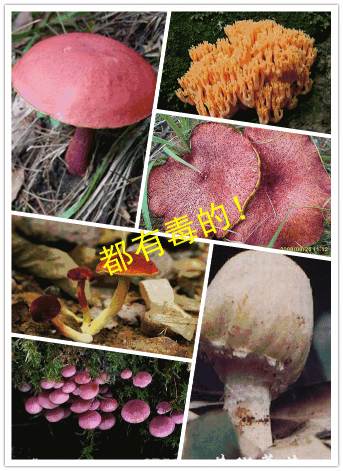 狗狗可以吃韭菜嗎_狗狗韭菜可以吃嗎_狗狗韭菜吃可以減肥嗎
