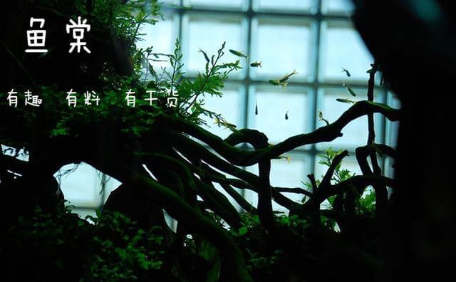 總結：十種最適合于水草缸的小型熱帶魚（長