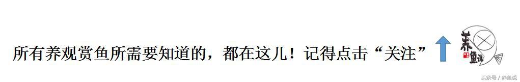 繁殖觀賞魚容易繁殖嗎_最容易繁殖的觀賞魚_繁殖的觀賞魚