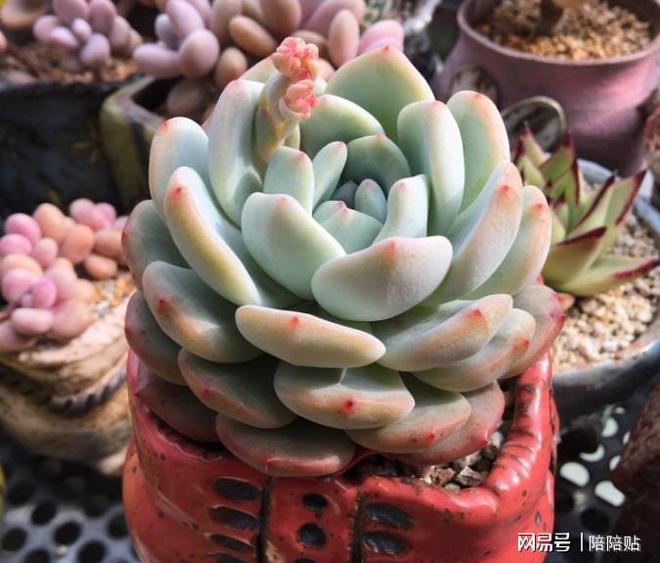 多肉植物長出了側芽，果斷砍掉，輕松得到好