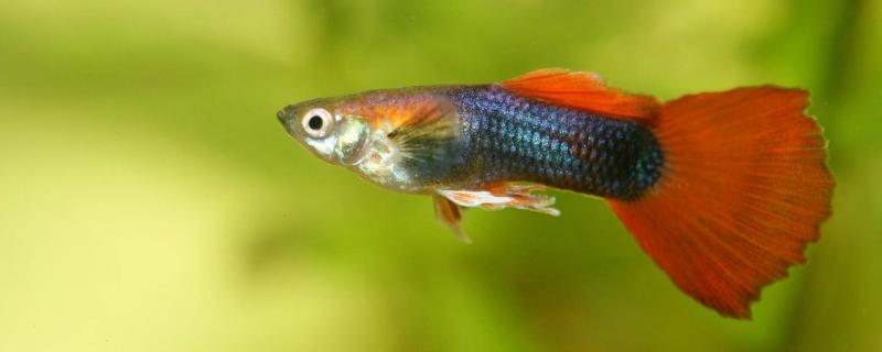 產卵后的處理方法 魚產卵的征兆