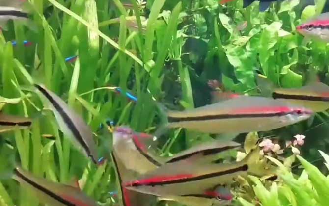 一眉道人是什么魚？