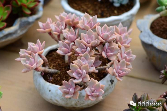 玉墜多肉含義是什么_多肉玉墜介紹_玉墜多肉植物怎么養