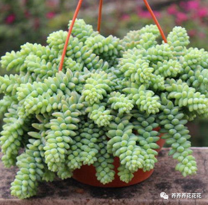 玉墜多肉植物怎么養_玉墜多肉含義是什么_多肉玉墜介紹