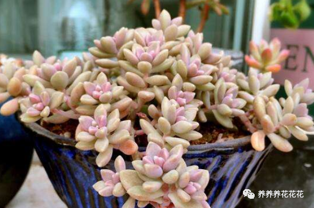 玉墜多肉植物怎么養_多肉玉墜介紹_玉墜多肉含義是什么