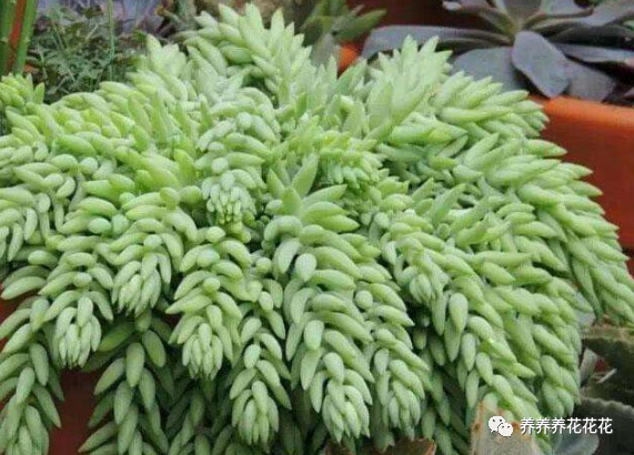 玉墜多肉植物怎么養_玉墜多肉含義是什么_多肉玉墜介紹