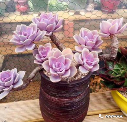 玉墜多肉植物怎么養_多肉玉墜介紹_玉墜多肉含義是什么