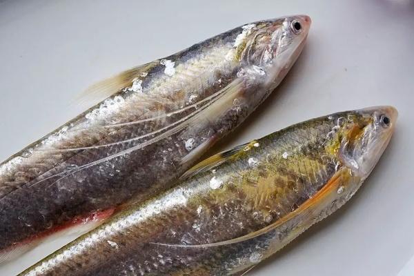 觀賞便宜魚有哪幾種_便宜的觀賞魚有哪些_觀賞便宜魚有哪些
