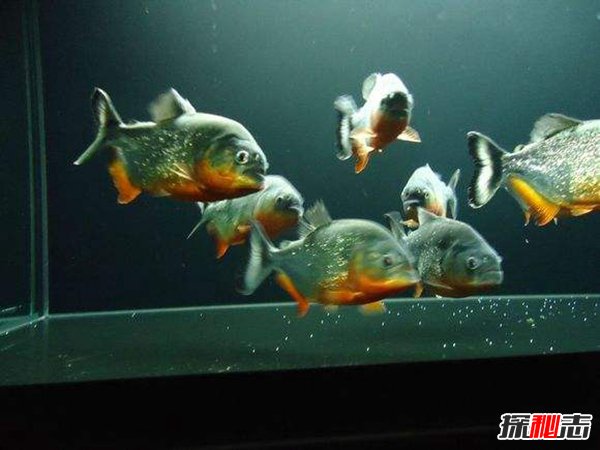 常見的冷水魚有哪些？十大好看又好養的冷水