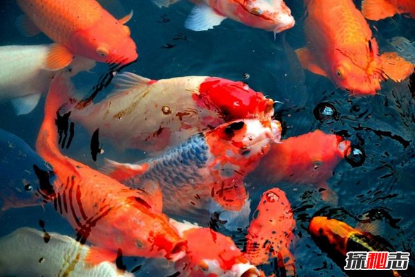 常見冷水觀賞魚魚_冷水觀賞魚大型有哪些_冷水大型觀賞魚有哪些