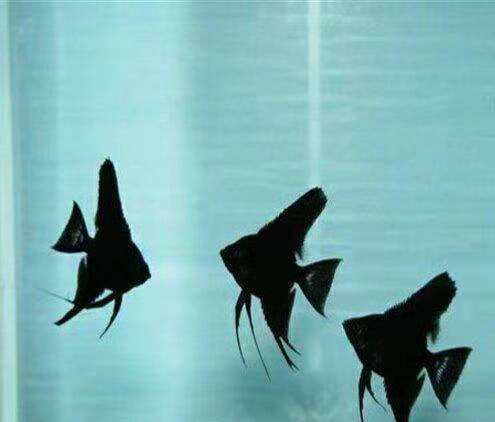 哪些觀賞魚(yú)適合投喂魚(yú)飼料，哪些觀賞魚(yú)并不