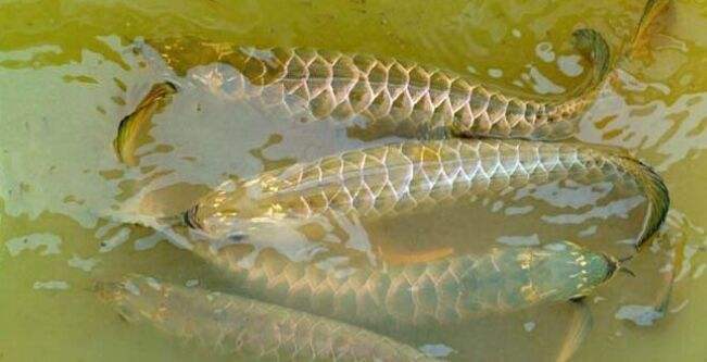 小型觀賞魚喂什么飼料最好_小型觀賞魚飼料哪個(gè)好_喂飼料的觀賞魚
