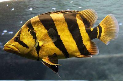 喂飼料的觀賞魚_小型觀賞魚飼料哪個(gè)好_小型觀賞魚喂什么飼料最好