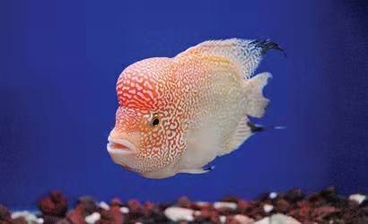 小型觀賞魚飼料哪個(gè)好_喂飼料的觀賞魚_小型觀賞魚喂什么飼料最好